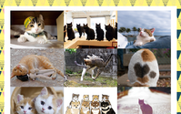 飛び猫、入場料が全額猫のために使われる写真展「ねこ専」を開催…7月11日、12日 画像