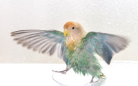 美しい鳥の合同写真展＆物販展「鳥物語トリストーリー展 2020 in 静岡」開催…8月7日～8月23日 画像