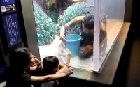 サンシャイン水族館、水槽の水を全部抜き大掃除をする「水槽ピカピカ大作戦！」を実施…7月13日・15日～17日 画像