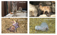 アドベンチャーワールド、6月に誕生した4種類の動物の赤ちゃんがすくすく成長中 画像