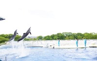 京都水族館、イルカとトレーナーの友情を届ける新しいパフォーマンス「YEAH！！」を開始…7月16日から 画像