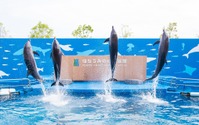 仙台うみの杜水族館、夏のスペシャルイベント「うみの杜サマー’20」を開催…7月23日～8月23日 画像