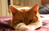 【猫がなりやすい病気】膵炎編…症状は非特異的、慢性化や糖尿病の併発に注意 画像