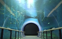 琵琶湖博物館、動画「トンネル水槽をゆったり泳ぐ魚たち」を公開 画像