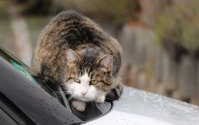 「エンジンルームに猫が」JAFへの救援依頼、1か月で42件 画像