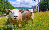 ルスツリゾート、羊たちを放牧した新エリア「ひつじひろば」が誕生 画像