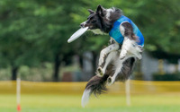 「フリスビードッグ」は愛犬と一緒にスポーツ＆アウトドアを楽しめるアクティビティ 画像