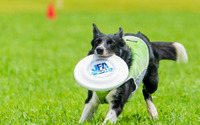 フリスビードッグの魅力は「愛犬からの学び」…日本チャンピオンの福本選手 画像