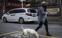 香港の飼い犬から新型コロナウイルス検出…東京都獣医師会「飼い主が感染しないように」 画像