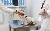 狂犬病は発症すれば致死率ほぼ100％、予防接種は飼い主の義務 画像