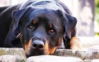 【“危険な犬種”は存在するか？ vol.3】特定犬種を規制する法律の問題点 画像