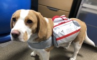 平和会ペットメモリアルパーク、犬向け避難用バッグを発売 画像