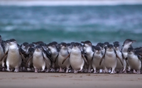 野生動物の楽園オーストラリア・フィリップ島よりペンギンパレードを毎日生配信 画像