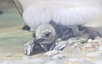 仙台うみの杜水族館、オウサマペンギンのヒナ誕生…8月29日より公開中 画像