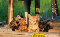 岩合光昭が贈る猫映画「劇場版 岩合光昭の世界ネコ歩き あるがままに、水と大地のネコ家」公開決定…2021年1月8日 画像