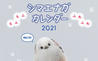 シマエナガ・エゾモモンガなど2021年「動物」カレンダー4点を発売…翔泳社 画像