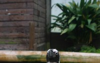 富士花鳥園、「人間に恋したペンギン」が話題に!? 画像