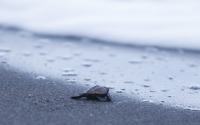 鴨川シーワールド、保護した卵から孵化したアカウミガメの子ガメを放流 画像