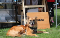 【アウトドアドッグフェスタ2020】ショッピングも楽しい愛犬との「そとあそび」イベント 画像