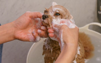 【愛犬のスキンケア】家でシャンプーする時の注意点とコツは？…洗いすぎを避け、しっかり保湿を 画像