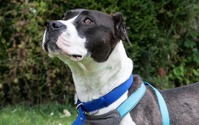 イギリスの動物愛護事情 vol.5…犬の福祉向上に向けた署名活動、断耳された犬の輸入禁止 画像