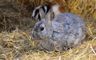 ウサギの感染症、アメリカ全土に広がる危険性あり 画像