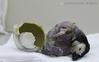 アドベンチャーワールドでエンペラーペンギンの赤ちゃんが誕生 画像