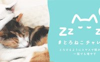 「#とろねこチャレンジ」第2弾がスタート、”眠る猫”の投稿で保護猫の譲渡活動を支援…11月30日まで 画像