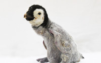 アドベンチャーワールド、エンペラーペンギンの赤ちゃんの公開日が決定…10月9日から 画像