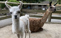 伊豆シャボテン動物公園でラマの赤ちゃんが誕生…一般公開中 画像