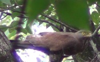豊田市自然観察の森で16年ぶりにサシバが営巣…日本野鳥の会 画像