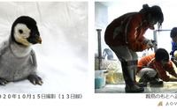 アドベンチャーワールド、エンペラーペンギンの赤ちゃんを親元へ…10月19日 画像