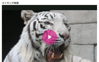 朝日新聞社「放課後たのしーと」サイトにてバーチャル動物園が開園 画像