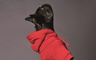 ディースクエアード、犬用服飾＆アクセサリーブランドPoldo Dog Coutureとコラボ 画像