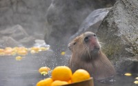 伊豆シャボテン動物公園、「元祖カピバラの露天風呂」を開催…11月21日～4月4日 画像