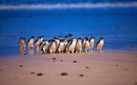 オーストラリア・フィリップ島より「ペンギンパレード」日本語配信開始…11月の毎週土曜日 画像