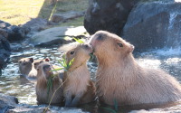 伊豆シャボテン動物公園、「元祖カピバラの露天風呂」のPVを公開 画像