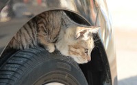 クルマに乗る前にチェック！「猫バンバン」で安全確認を…意外な小動物トラブルにも注意 画像