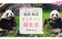アドベンチャーワールドのジャイアントパンダ「桜浜」「桃浜」が6歳に！ 誕生日会を開催…12月2日 画像