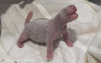 アドベンチャーワールドでジャイアントパンダの赤ちゃんが誕生！… 17頭目 画像