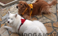 ゼフィール、IDOG&ICATオリジナル犬用ハーネス3商品を発売 画像