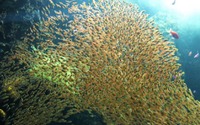 アクアマリンふくしま、「流行魚大賞2020」の結果を発表 画像