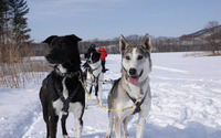 星野リゾート トマム、大雪原を駆け巡る「犬ぞりツアー」を開催…12月22日から 画像