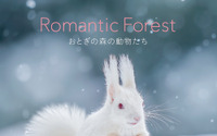 「Romantic Forest おとぎの森の動物たち」、パイ インターナショナルより刊行…12月11日 画像