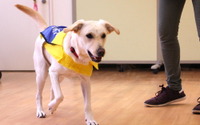 犬のトレーニングだけでなく、人材育成とリハビリの場としての役割も…介助犬総合訓練センターレポート vol.1 画像