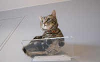 カツデンアーキテック、猫の裏側を堪能できる「アクリルステップ」とキャットタワーにも使える「半円ボード」を発売 画像