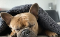 愛犬の睡眠は足りている？　きちんと休めるように注意したいこと 画像