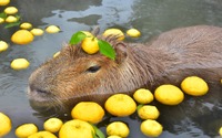 伊豆シャボテン動物公園、「カピバラのゆず湯」を開催…12月19日～21年1月5日 画像