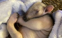 ミナミコアリクイの赤ちゃん「アン」、一般公開スタート…伊豆シャボテン動物公園 画像