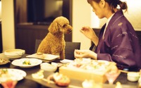 「愛犬と泊まれる宿D＋KIRISHIMA」、記念日のサプライズオプションサービスを導入…霧島観光ホテル 画像